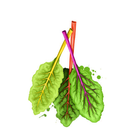 Chard leafy green vegetable often used in Mediterranean cooking isolated on white. Digital art illustration. Organic healthy food green vegetable. Graphic design element with splashes. Clip art designの写真素材