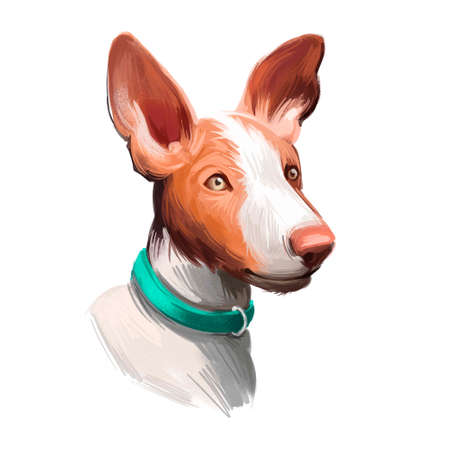 Ibizan Hound, Ibizan Warren Hound dog digital art illustration isolated on white background. Ibiza origin hound hunting dog. Pet hand drawn portrait. Graphic clip art design for web, print.の写真素材