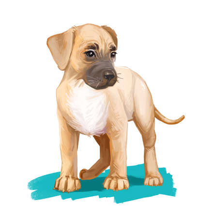 Boxer lab mix, laboxer pedigree, cross breeding pet canine animal purebred. Boxador cross breed between labrador boxer dog watercolor digital art illustration. Cute fluffy puppy full length portrait.の写真素材