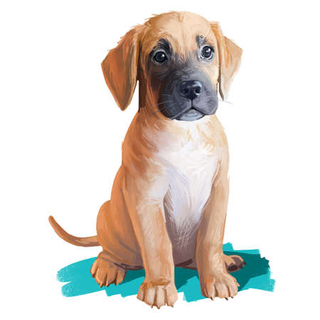 Boxer lab mix, laboxer pedigree, cross breeding pet canine animal purebred. Boxador cross breed between labrador boxer dog watercolor digital art illustration. Cute fluffy puppy full length portrait.の写真素材