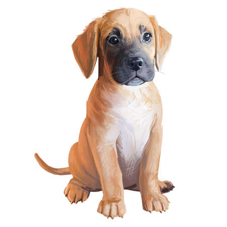 Boxer lab mix, laboxer pedigree, cross breeding pet canine animal purebred. Boxador cross breed between labrador boxer dog watercolor digital art illustration. Cute fluffy puppy full length portrait.の写真素材