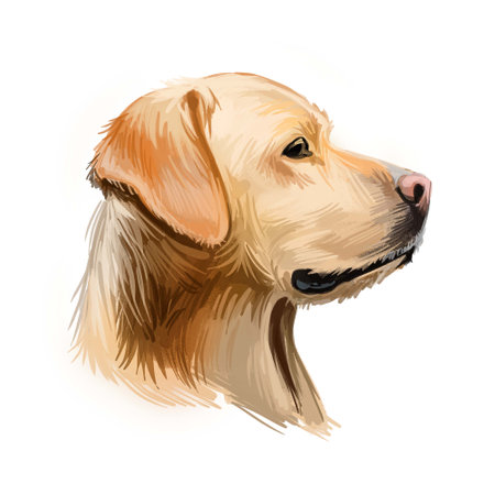 Labrador retriever portrait of purebred digital art illustration. Canadian mammal gun dog, hunting breed originated in Canada. Doggy closeup drawing with puppy lab with large ears isolated canineの写真素材