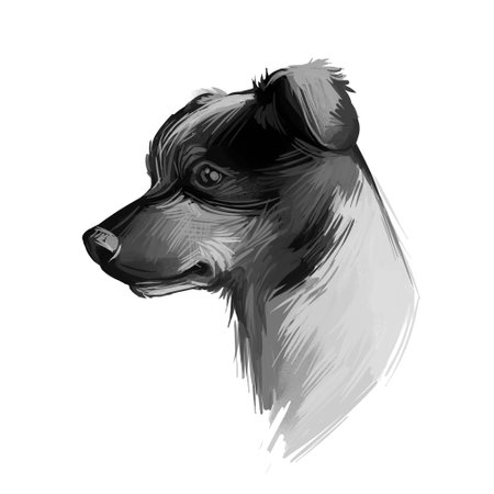 Ratonero Bodeguero Andaluz dog portrait isolated on white. Digital art illustration o for web, t-shirt print and puppy food cover design. Perro Ratonero Andaluz, Andalusian Wine-Cellar Rat-Hunting Dogの写真素材