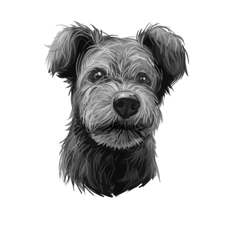 Pumi dog portrait isolated on white. Digital art illustration of hand drawn dog for web, t-shirt print and puppy food cover design. Pumik breed of sheep dog from Hungary, Hungarian herding terrierの写真素材