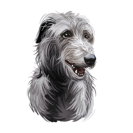Scottish Deerhound pet originated from Scotland digital art illustration . Canine with long haired coat from Britain purebred watercolor portrait, pet clip art hand drawn domestic animal doggy.の写真素材