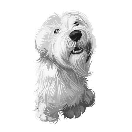 Sealyham Terrier toy god, pet of small size watercolor portrait digital art. Hand drawn domestic animal with long haired coat canine purebred with opened mouth, toy breed small sized muzzle.の写真素材