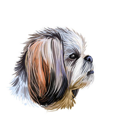 Shih Tzu lap dog toy pet digital art. Small Chrysanthemum breed watercolor portrait closeup, hand drawn muzzle of canine originated from China. Chinese animal with long haired coar furry doggy.の写真素材