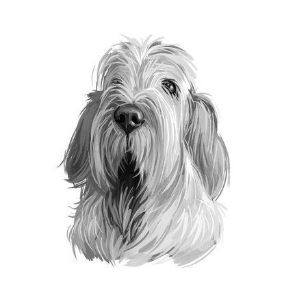 Spinone Italiano purebred dog with long haired coat digital art. Domestic animal with furry face watercolor pet portrait closeup, animalistic drawing. Hound canine from Italy, Italian mammal with fur.の写真素材