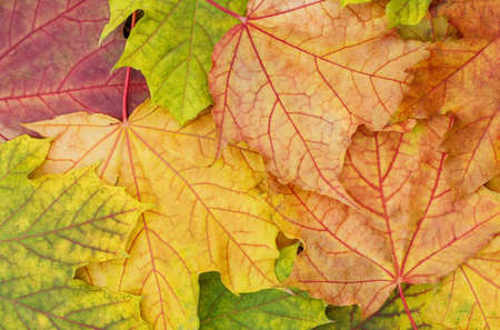 Autumn leaves