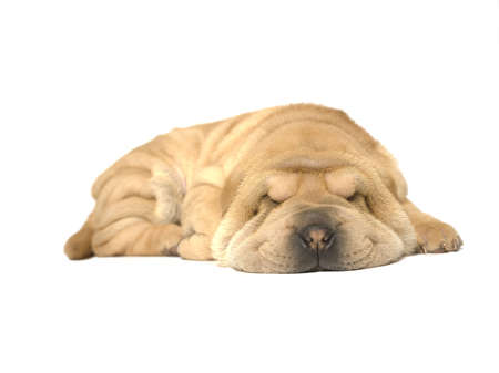 A young sharpei pup sleeping on the studio floorの写真素材
