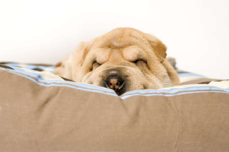 A young sharpei puppy sleeping on it's pillowの写真素材