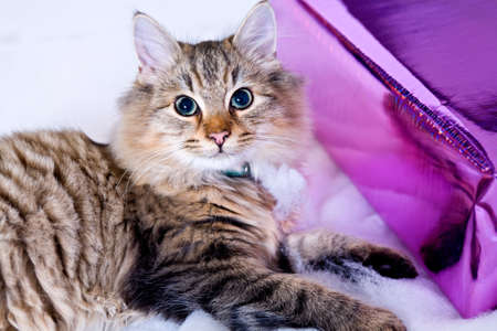 Kitten lying on white snow surface in front of a present. Very suitable for christmas.の写真素材