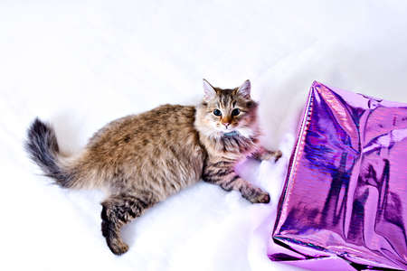 Kitten with present. Very suitable for christmas or general buirthdays.の写真素材