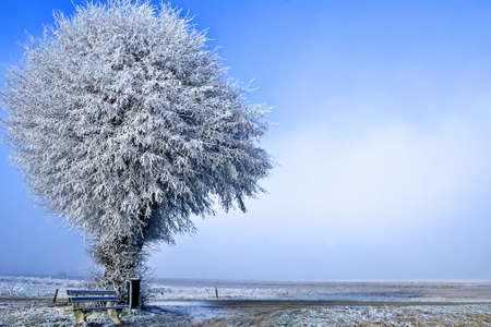 Winter landscape a single white tree under iceの写真素材