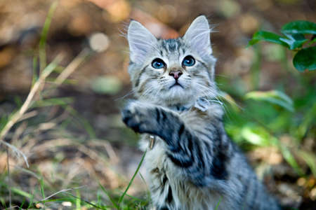 Four action images of a cute kitten playing with a piece of woodの写真素材