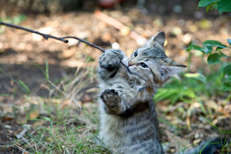 Four action images of a cute kitten playing with a piece of woodの写真素材