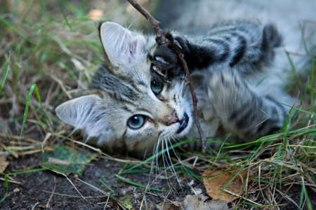 Four action images of a cute kitten playing with a piece of woodの写真素材