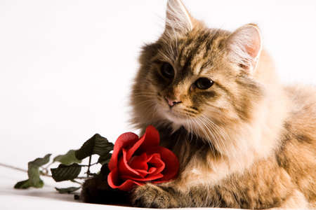 Young awe cat is asking something for valentines day.の写真素材