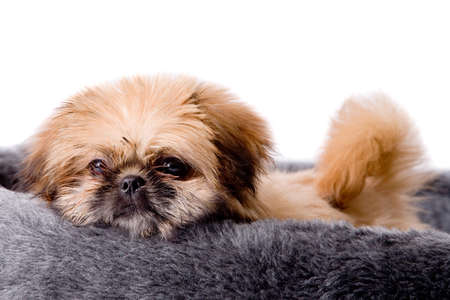 Cute little pekingese dog isolated on white の写真素材