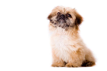 Cute little pekingese dog isolated on white の写真素材