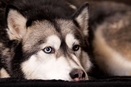 Canine Malamut breed in the studio