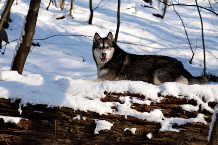 Outside report of a husky dog in the snow