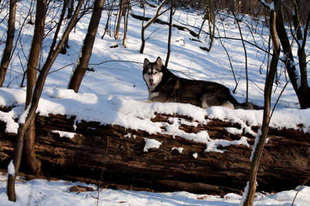 Outside report of a husky dog in the snow