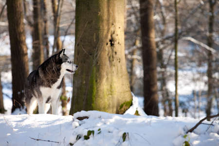 Outside report of a husky dog in the snow