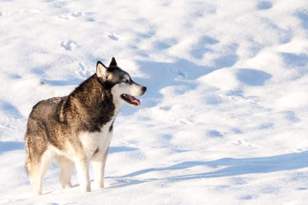 Outside report of a husky dog in the snow