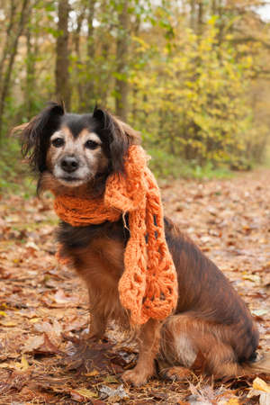 Cute sitting dog in the autumn forestの写真素材