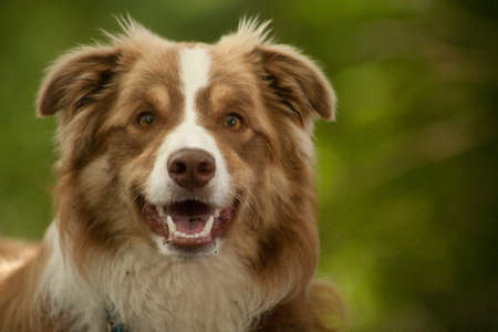 Happy dog photographed outside in the forestの写真素材