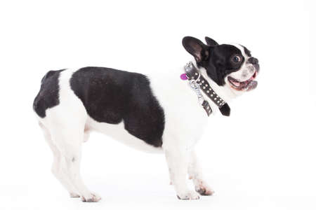 Happy dog photographed in the studio on a white backgroundの写真素材