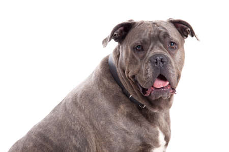 Happy dog photographed in the studio on a white background