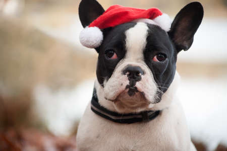 Happy dog photographed outside in the forestの写真素材
