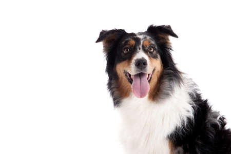 Happy dog photographed in the studio on a white backgroundの写真素材