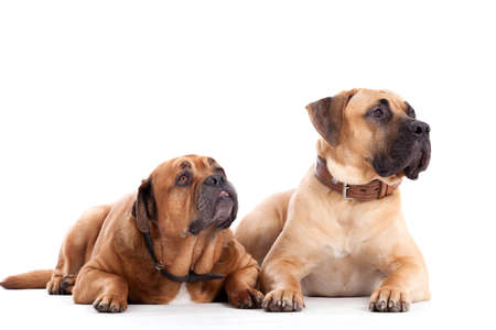 Happy dog photographed in the studio on a white backgroundの写真素材