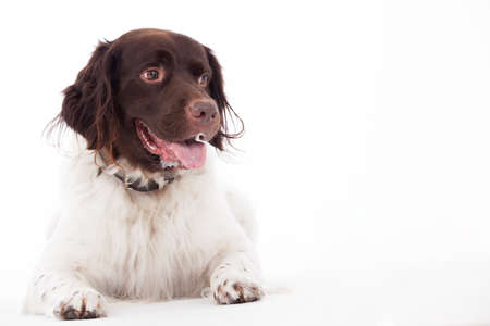 Happy dog photographed in the studio on a white backgroundの写真素材