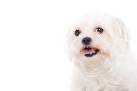 Happy dog photographed in the studio on a white backgroundの写真素材
