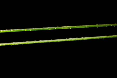 Morning dew on a clothes airer.の写真素材