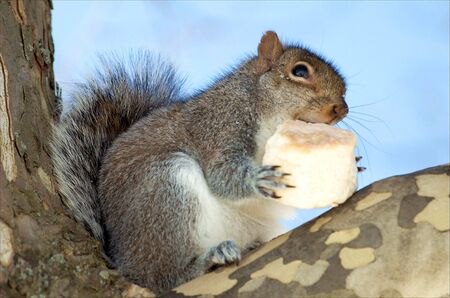 A squirrel eating an English Scone
