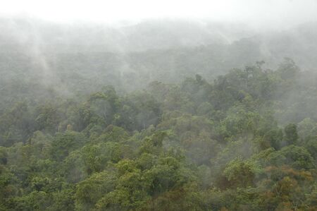 Shot of a misty rainforest in Australia