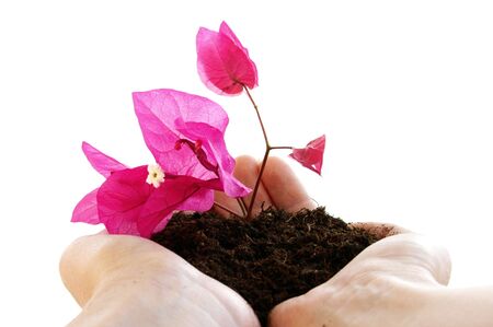 An isolated photo of a flower in soild in a hand being offeredの写真素材