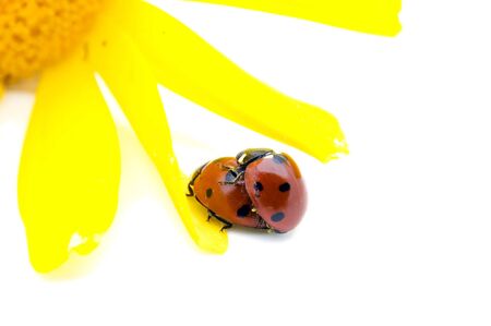 Two Ladybirds mating on a bright yellow flower isolated to a white backgroundの写真素材