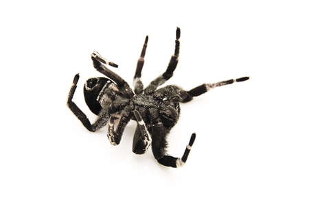 An isolated image of a Ladybird spider (Eresus cinnaberinus)の写真素材