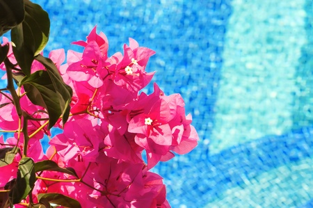 A photo of bougainvillea flowers against the blue of a swimming poolの写真素材