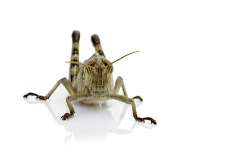 A macro photo of a cricket staring straight at the cameraの写真素材