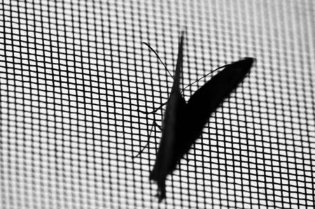 A black and white photo of a butterfly on a meshの写真素材