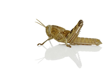 A grasshopper on a shiny white background casting a soft shadowの写真素材