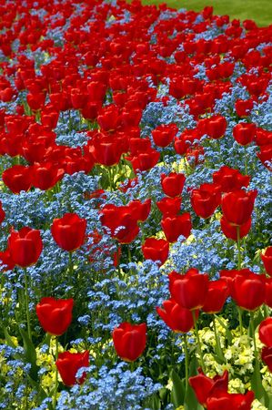 Tulip Patternsの写真素材