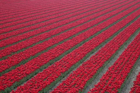 Tulip Fieldsの写真素材